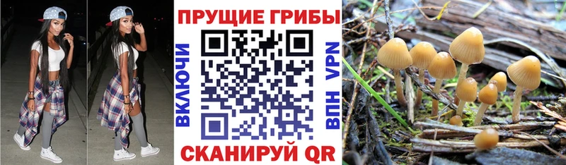 KRAKEN вход  Кочубеевское  Псилоцибиновые грибы MAGIC MUSHROOMS 
